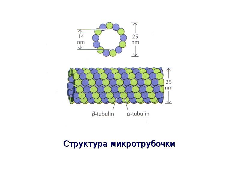 Микротрубочки. Микротрубочки строение рисунок. Тубулин строение. Микротрубочки в клетке рисунок. Микротрубочки растительной клетки.