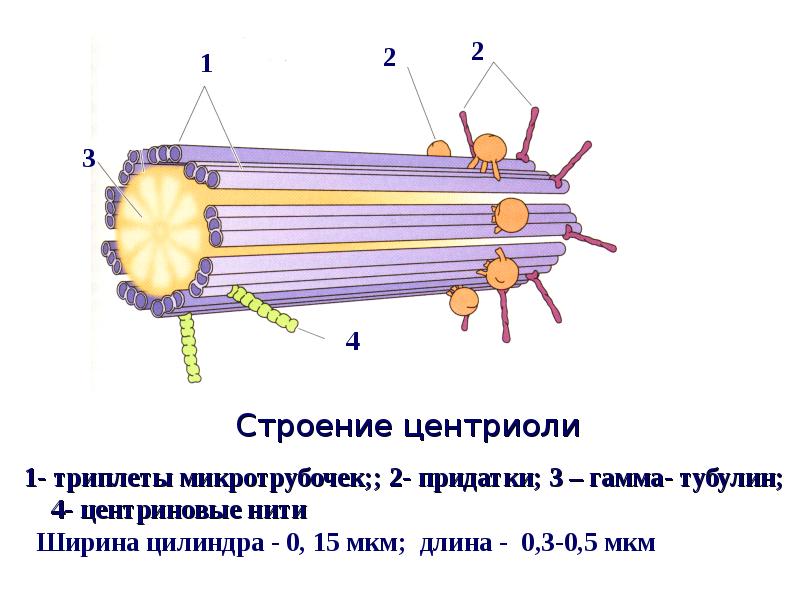 Центриоли рисунок егэ