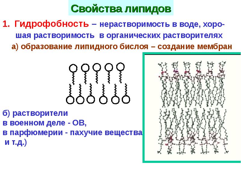 Свойства мембранных липидов. Гидрофобные липиды. Свойства липидов. Гидрофобность липидов.