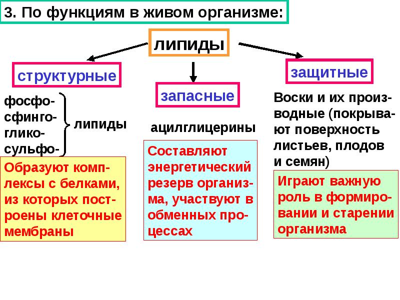 Липиды их строение и функции 10 класс презентация пасечник