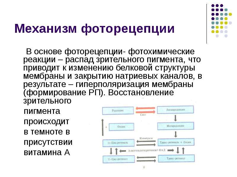 Фоторецепция. Механизм фоторецепции схема. Основы фоторецепции. Механизмы циторецепции. Механизм фоторецепции физиология.