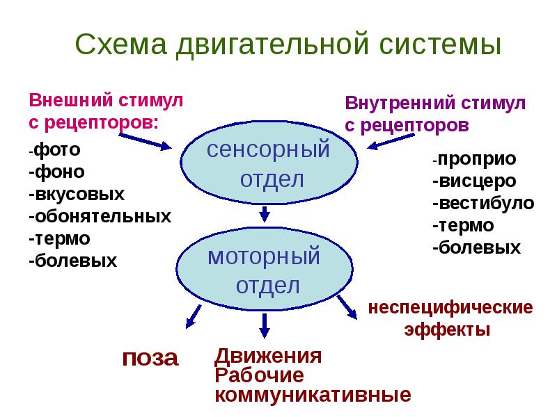 Общий план организации двигательной системы