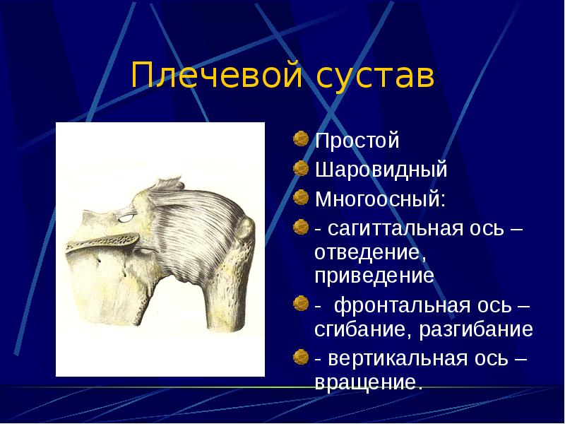 Суставы туловища. Шаровидный сустав многоосный. Шаровидный плечевой сустав. Плечевой сустав характеристика. Плечевой сустав простой многоосный шаровидный.