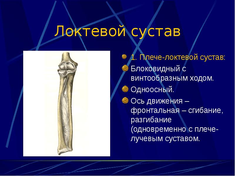 Локтевой. Локтевой сустав движения по осям. Дистальный Луче локтевой сустав. Проксимальный Луче локтевой сустав. Локтевой сустав блоковидный.