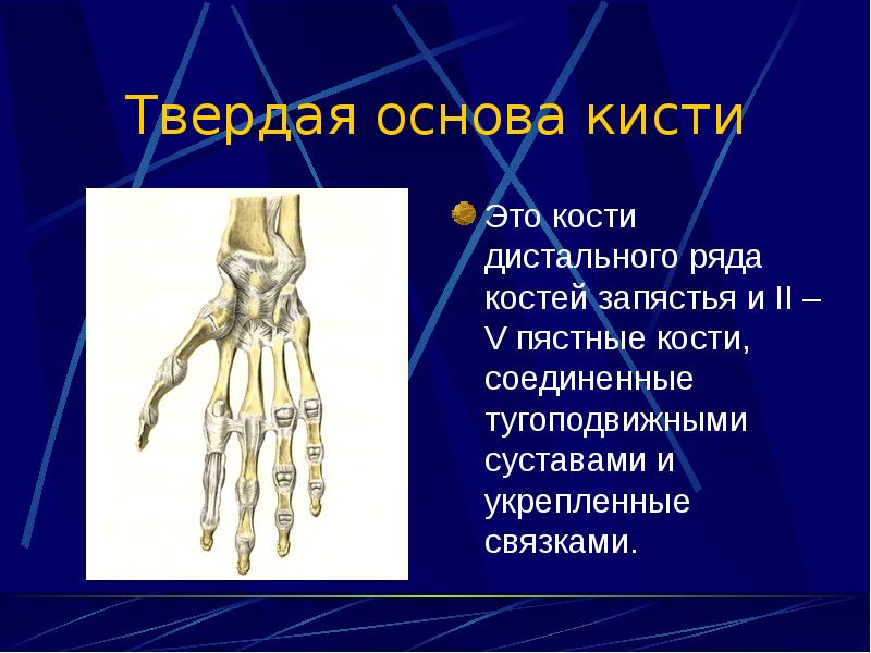 Л запястный сустав. Твердая основа кисти сустав кисти. Твердая основа кисти анатомия. Кости лучезапястного сустава.