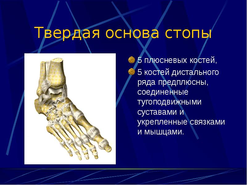 Кости запястья и предплюсны. Голеностопный сустав блоковидный. Твердая основа стопы анатомия. Голеностопный сустав оси движения.