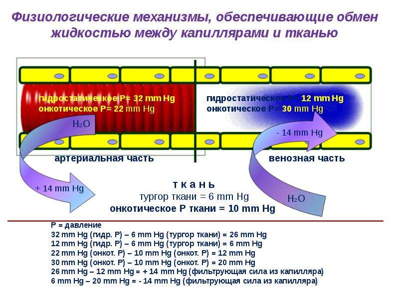 Минеральный обмен презентация