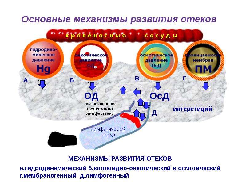 Минеральный обмен презентация