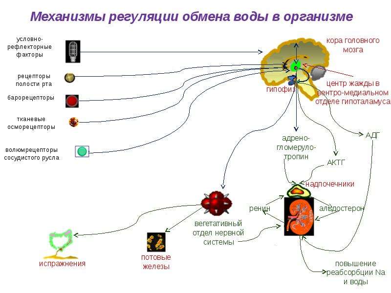 Водно солевой обмен биохимия презентация