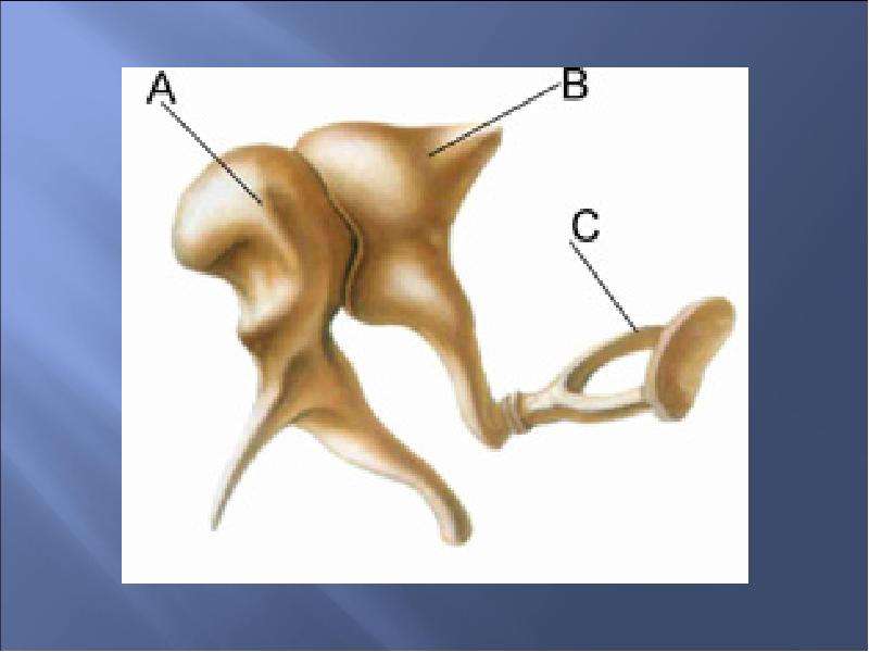 В среднем ухе расположены молоточек. Наковальня молоточек стремечко кости. Молоточек наковальня стремечко расположены. Кости слухового аппарата анатомия. Молоточек наковальня стремечко анатомия.