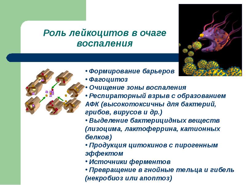5 роль. Роль лейкоцитов в очаге воспаления. Роль различных видов лейкоцитов в очаге воспаления. Функции лейкоцитов в очаге воспаления. Роль лейкоцитов в патогенезе воспаления.