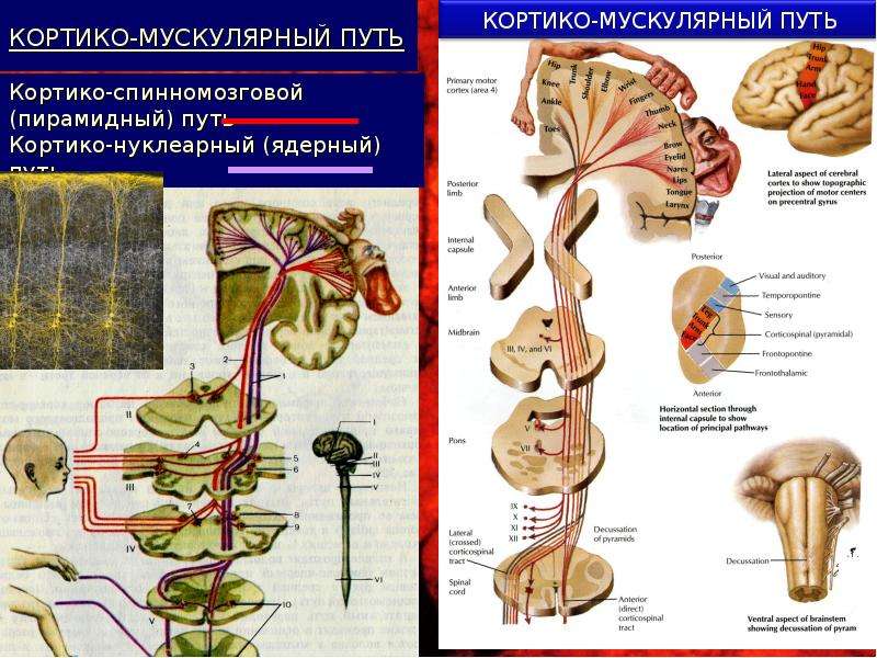 Что такое рефлекс и дуга рефлекса составь и запиши схему дуги простейшего рефлекса