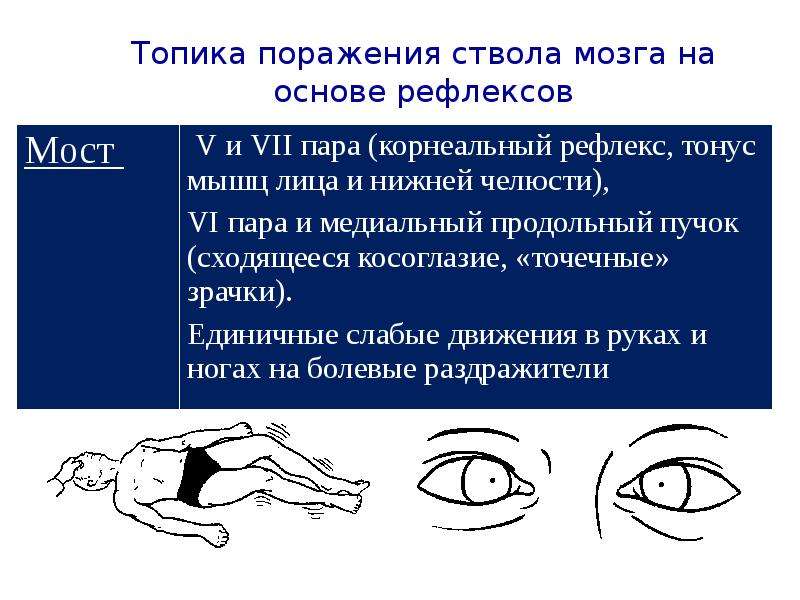 Внд рефлексы презентация 8 класс