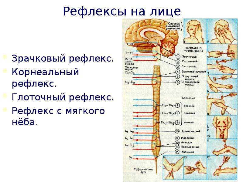 Глоточный рефлекс. Глоточный и рефлекс с мягкого неба. Корнеальный и глоточный рефлексы. Зрачковый и корнеальный рефлексы.