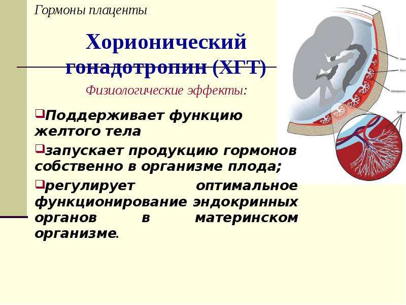 Доклад: Гонадотропин