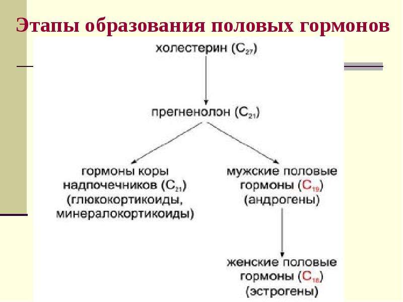 Гормоны половых желез. Место образования половых гормонов. Мужские и женские половые гормоны структура. Перечислите основные мужские и женские половые гормоны. Половые гормоны образуются.