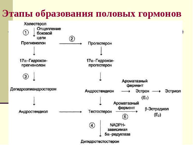 Схема синтеза половых гормонов