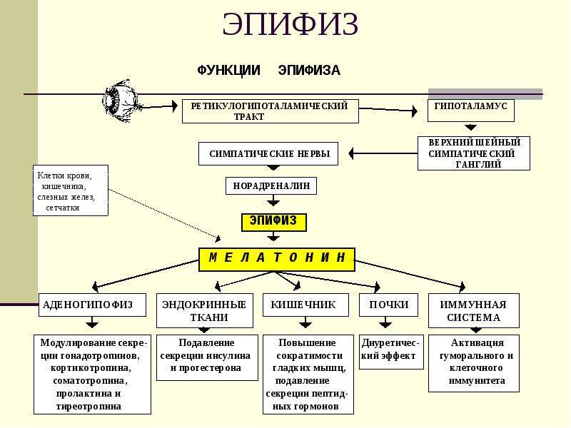 Шишковидная железа гормоны и функции