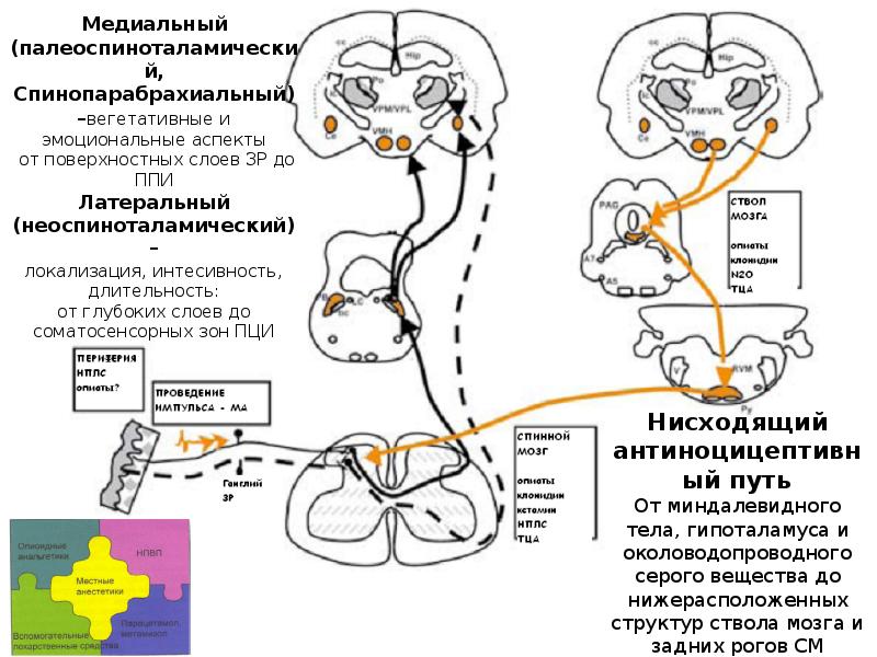 Латеральный спиноталамический путь схема