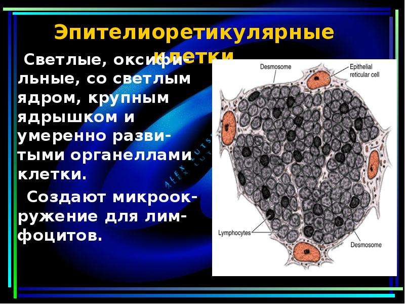 Крупные ядра. Клетки мелкие с крупными ядрами. Крупные ядерные клетки. Клетки ткани имеют крупные ядра. -Клетки Ходжкина с крупным светлым ядром и ядрышком;.