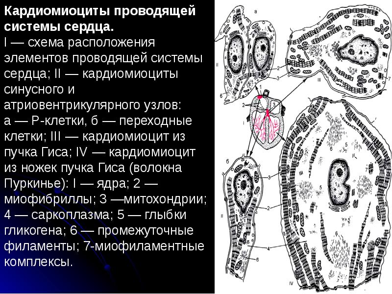 Кардиомиоциты. Строение клетки кардиомиоциты. Кардиомиоциты сердца гистология. Кардиомиоциты проводящей системы сердца гистология. Схема ультрамикроскопического строения проводящих кардиомиоцитов..