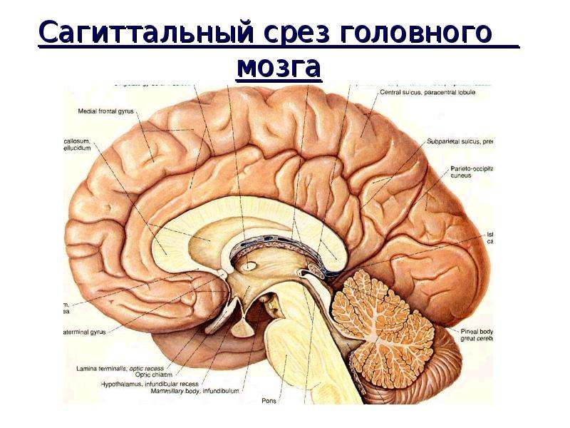 Сагиттальный разрез головного мозга рисунок с подписями