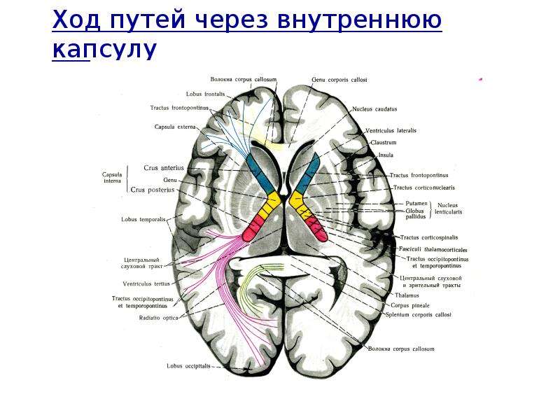 Схема расположения внутренней капсулы и базальных ядер