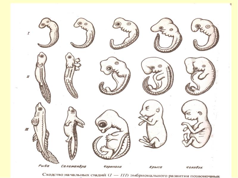 Наличие хвоста у зародыша человека на ранней. Стадии развития зародыша позвоночных животных. Эмбриональное развитие зародышей позвоночных. Сходство зародышевого развития позвоночных животных. Стадии зародышевого развития позвоночного животного.