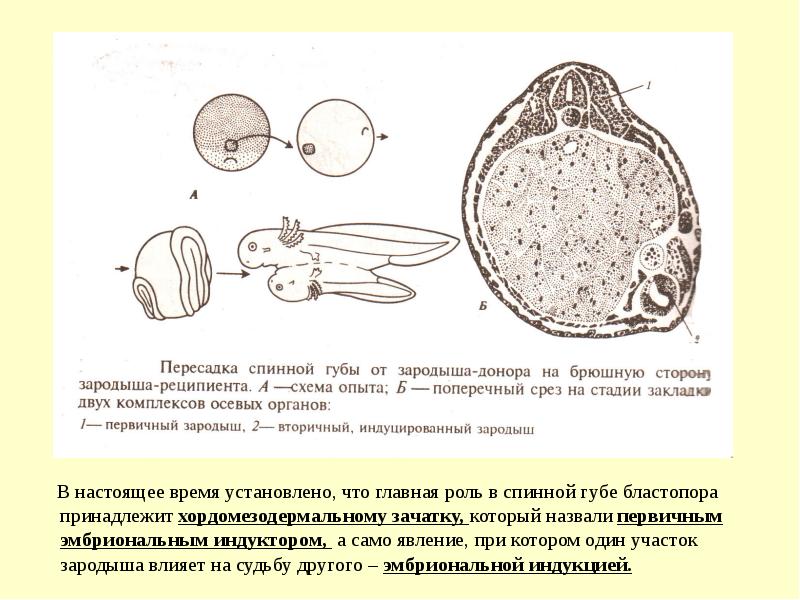 Эмбриональная индукция это в биологии