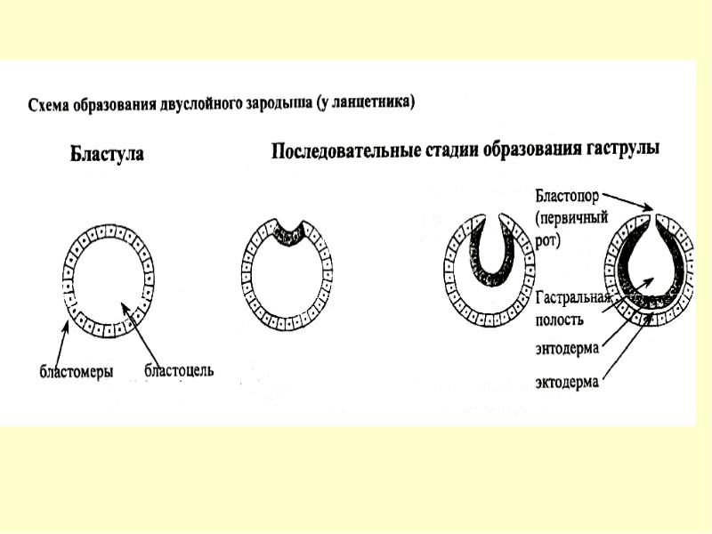 Схема онтогенеза от оплодотворения до окончания гаструляции