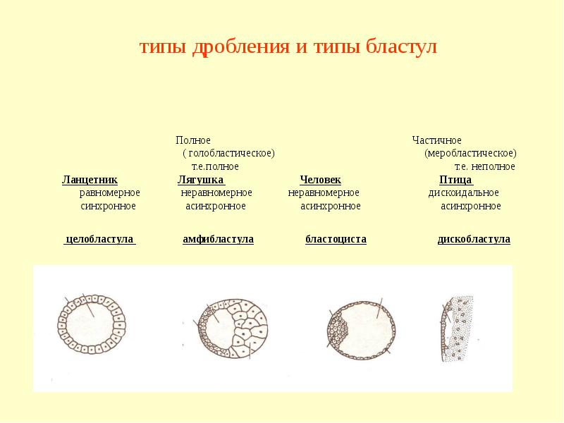 Бластула лягушки рисунок с подписями