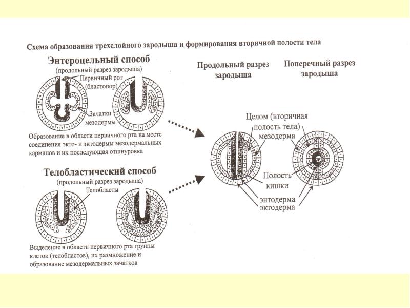 Структура из которой развивается зародыш. Способ образования трехслойного зародыша. Способы образования двух и трехслойного зародыша. Образование вторичной полости тела. Формирование вторичной полости тела.