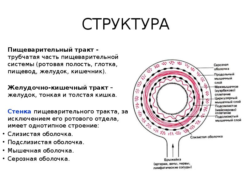 Общий план строения стенки пищеварительной трубки таблица