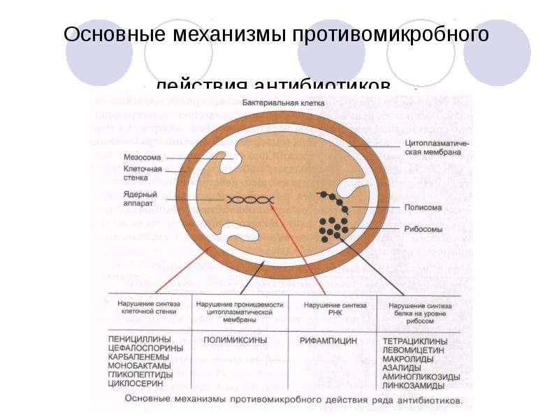 Механизм действия антибиотиков. Механизм антимикробной активности антибиотиков. Механизм действия антибиотиков на бактерии. Механизм действия антибиотиков на микробную клетку. 2. Антибиотики механизм действия.