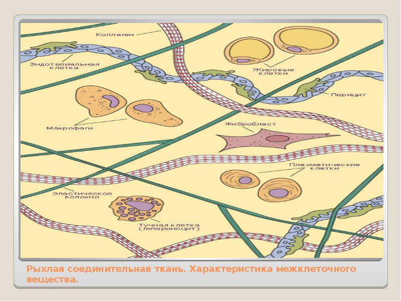 Межклеточное вещество соединительной. Характеристика межклеточного вещества рыхлой соединительной ткани. Межклеточное вещество рыхлой волокнистой соединительной ткани. Строение межклеточного вещества рыхлой соединительной ткани. Рыхлая соединительная ткань строение.