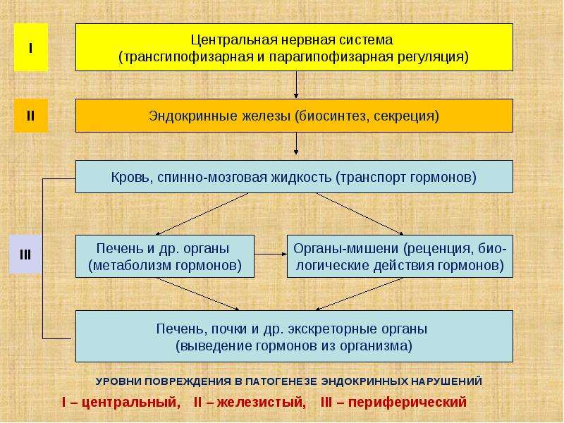 Патофизиология эндокринной системы презентация