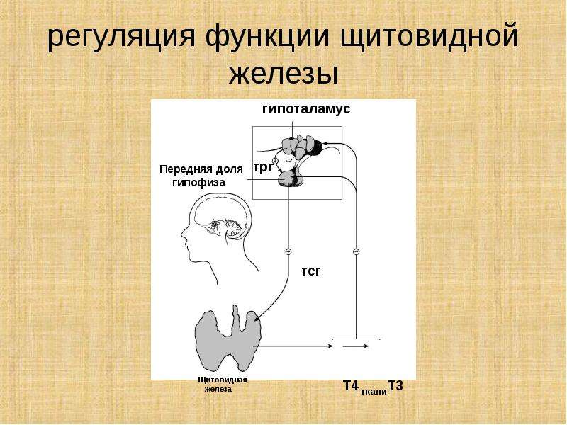 На рисунке изображена схема влияния гипофиза на функционирование щитовидной железы