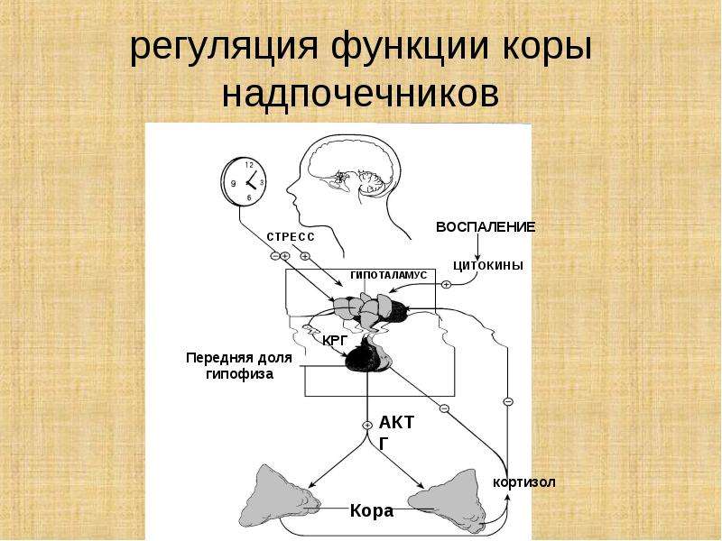 Схема регуляции синтеза и секреции кортизола