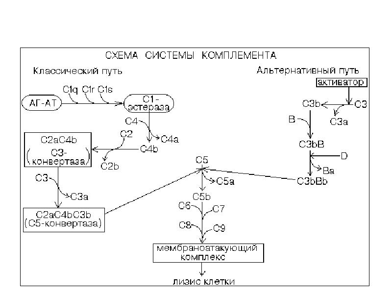 Система комплемента иммунология презентация