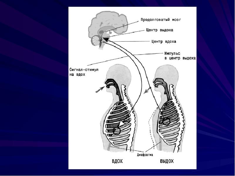 На рисунке изображена схема регуляции дыхания человека какое