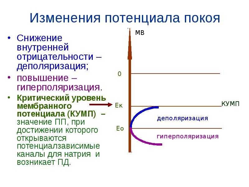 Как изменится потенциальная. Потенциал покоя деполяризацию и гиперполяризацию. Изменение мембранного потенциала покоя. Критический уровень потенциала покоя. Критический уровень мембранного потенциала.