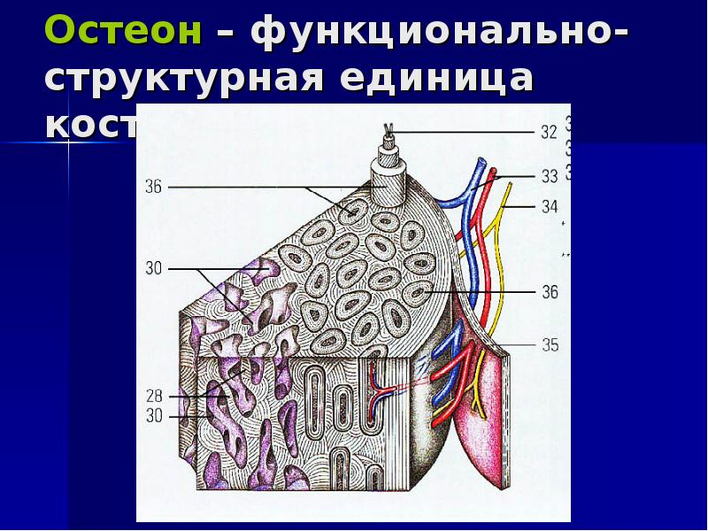 Структурной единицей кости является