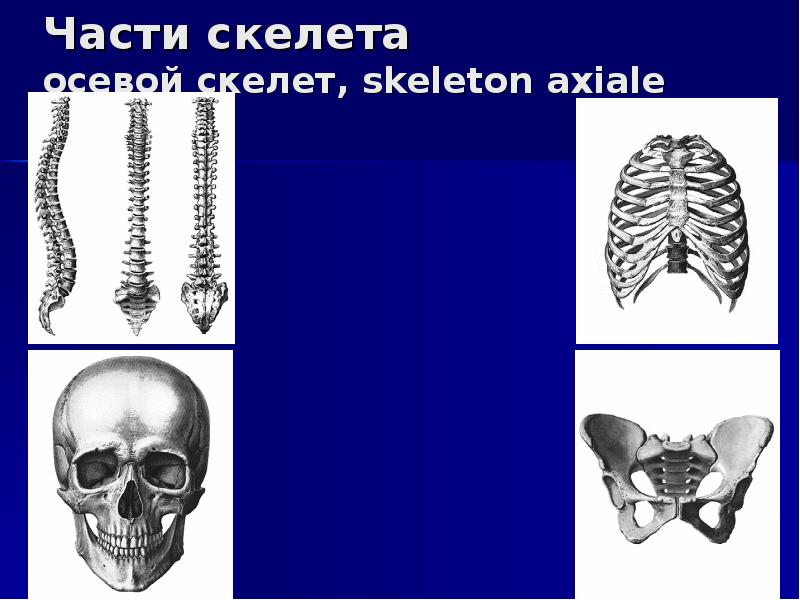 Какой скелет имеют