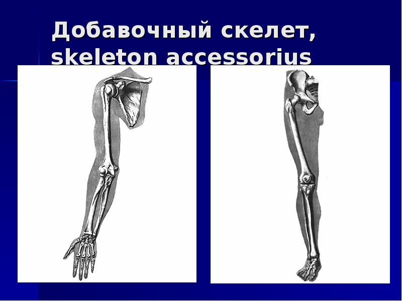 Функции добавочного скелета человека