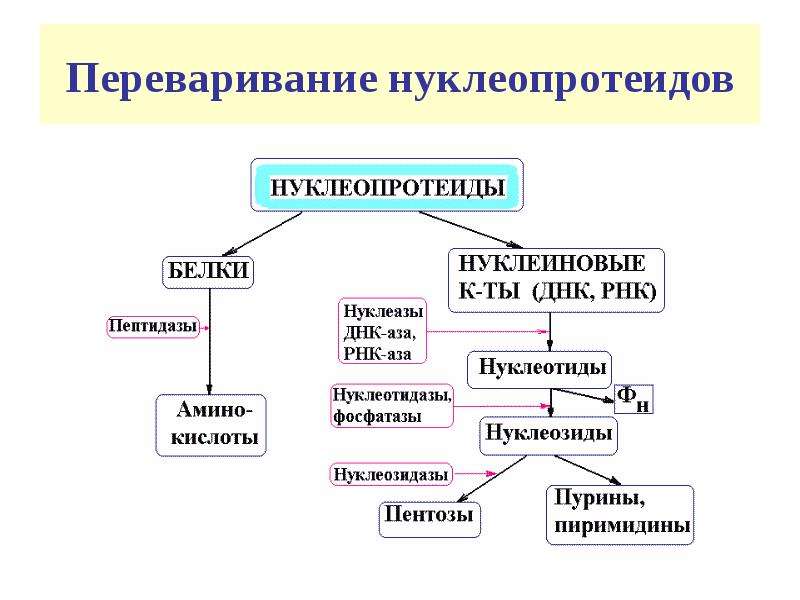 Схема распада нуклеопротеидов