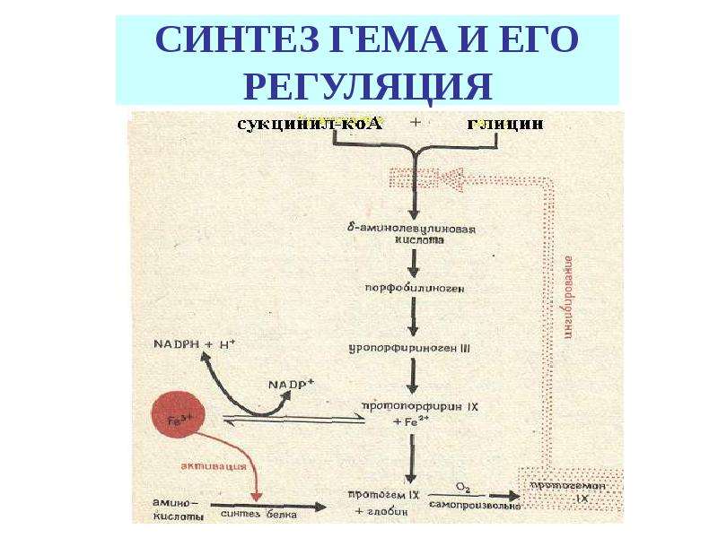 Синтез гему. Регуляция синтеза аминолевулинатсинтазы. Общая схема синтеза гема место протекания. Биосинтез гема. Схемы.реакции. Регуляция биосинтеза гема.. Регуляция синтеза гемоглобина биохимия.