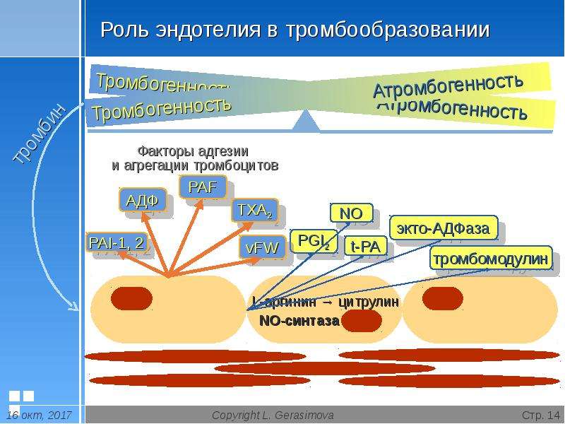 Тромборезистентность эндотелия сосудистой стенки