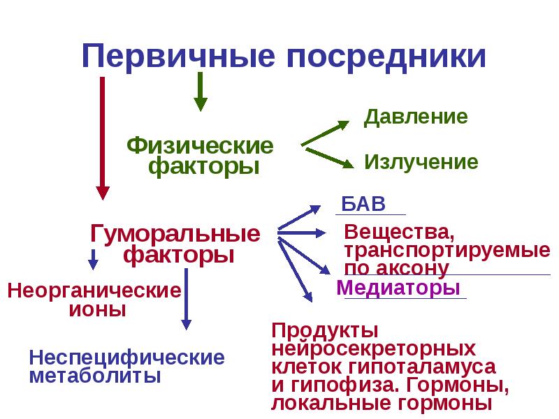 Биология 8 класс презентация нейрогуморальная регуляция