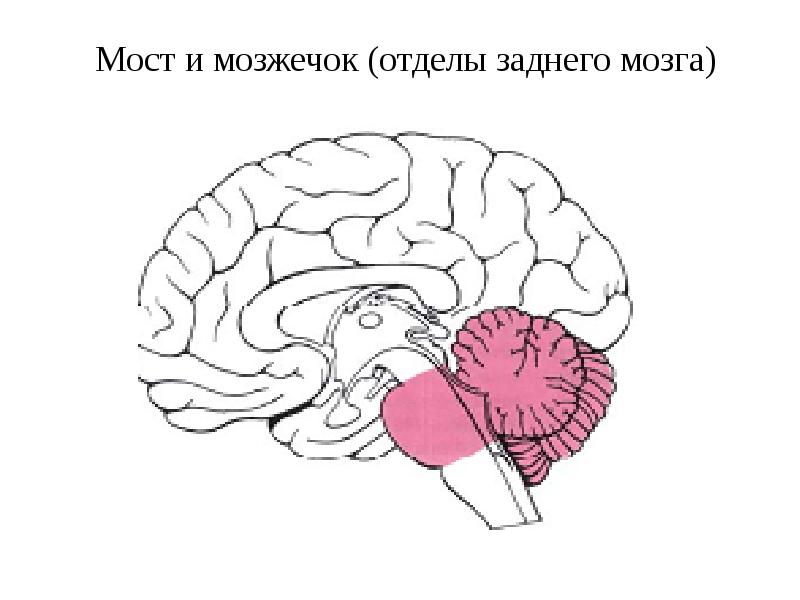 Задний мозг картинки