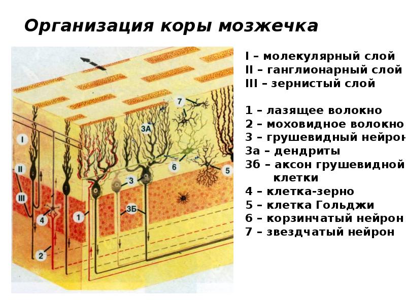 Схема нейронной организации коры мозжечка